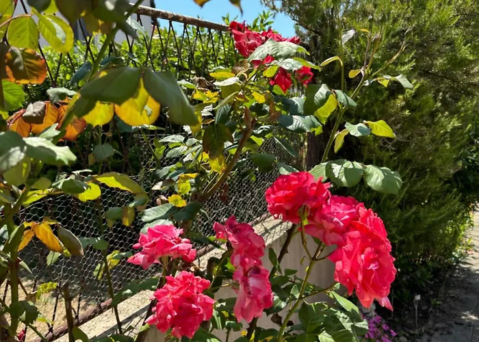 Ana - Family Friendly * זאדאר